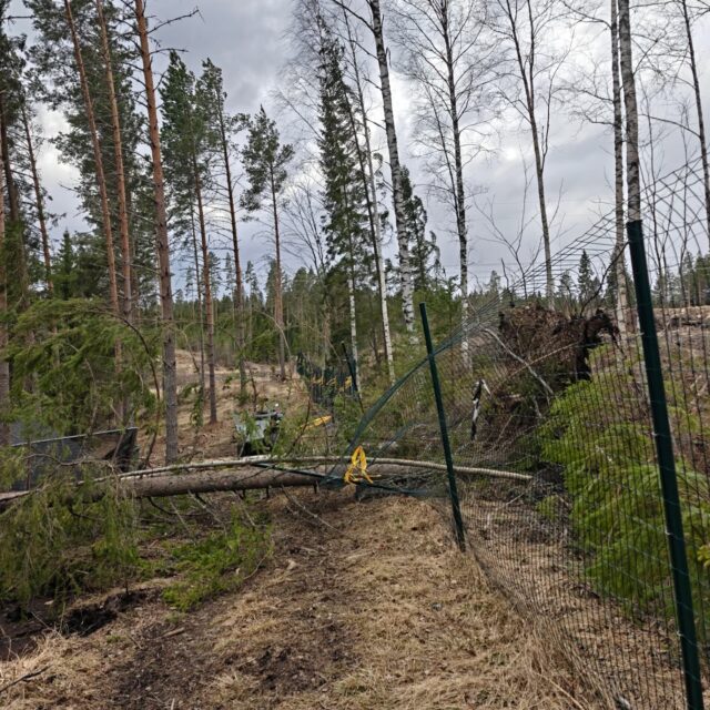 Tänään iltakierroksella kuultiin kuuluisat viimeiset sanat... ja sitten rytisi 🫠 

Onni onnettomuudessa, että henkilövahingoilta säästyttiin ja pystyttiin aloittamaan raivaustyöt välittömästi! Koirametsä on suljettu lauantaihin klo 12 asti ja jo aiemmin vuoron varanneille on ilmoitettu peruuntuneista vuoroista sekä sähköpostilla, että tekstiviestitse. 

Luonnonvoimille ei meistä kukaan mitään mahda, tulipahan tämäkin nyt koettua 💨🌲
