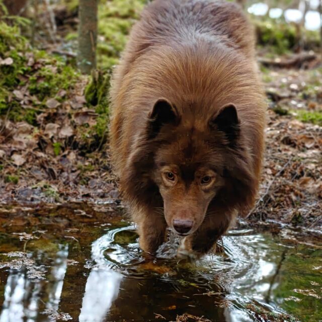 Tarmo tässä hei! 👋🏼 

Sitä vaan, että kevät alkaa olla aika pitkällä ja koirametsästä löytyy nyt IHANIA lätäköitä, missä ryplätä menemään 💦

Vielä löytyy lunta ja jäätäkin, mutta varma kevään merkki on se, että tänään pidettiin koirankakkatalkoot ja ensi viikolla asennellaan spa-osaston portteja paikoilleen 💩

Vielä on paljon kevättouhuja edessä ennen kuin päästään nauttimaan kesästä ja kärpäsistä, mutta yritetäänhän elää hetkessä ja nauttia myös näistä välivuodenajoista 💚