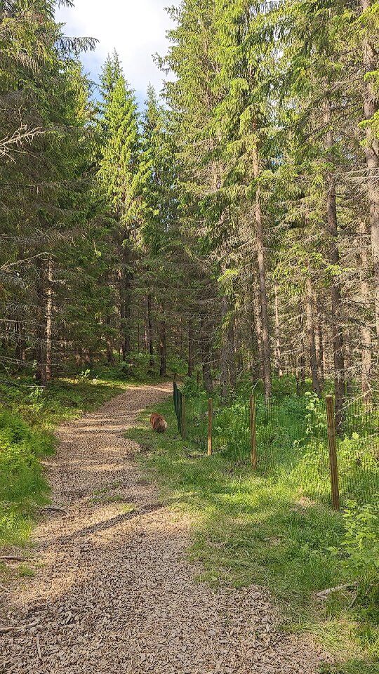 Kesän huollot tehty ja huomenna koirametsä taas auki asiakkaille! 🥳 Kurkkaa videolta miltä mm. uusi aita portteineen näyttää 👉🏼

Huoltoviikon tarjous voimassa vielä viikonlopun ajan, eli sarjakortit sunnuntaihin asti -25% ❤️ esim. 10 kerran sarjakortti hintaan 165€, siinäpä oiva kohde lomarahoille 😜

#koirametsätarmokas #tarmokas #koirametsä #koirametsäkuopio #koira #koiranelämää🐾 #koirat #koiranpäivä #koiratinstagramissa #koirankanssa #koiratsuomi #koirankanssaretkellä #ulkonaperillä #ulkona #luonto #luontoon #suomenluonto #kuopio #visitkuopio #koiraystävällinenkuopio
