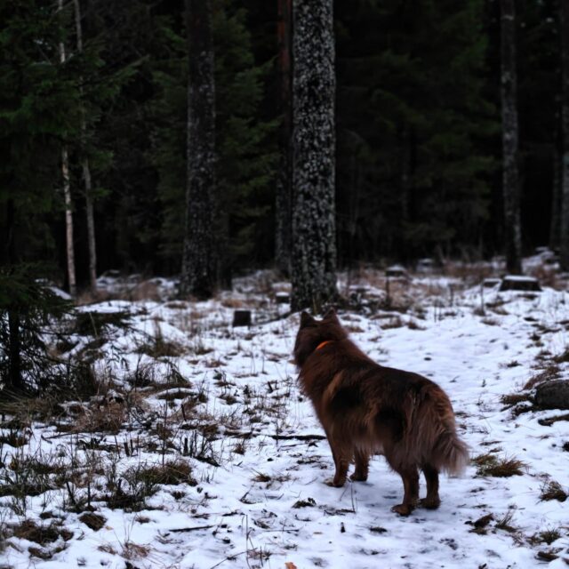 Uhkaavatko liikuntaedut jäädä käyttämättä? Meillä on sinulle ratkaisu! 😁👇🏻

E-passin, Smartumin ja Edenredin liikuntaeduilla voit lunastaa itsellesi liikuntaetulahjakortin Koirametsä Tarmokkaalle 🏃🏻‍♂️ Lahjakortti on voimassa vuoden ostopäivästä, eli saat rahalle näppärästi lisää käyttöikää 😊 Lahjakortin arvon voi määrittää itse ja sen voi käyttää verkkokaupassamme myös osissa useampaan vuoroon. 

👉🏻 lisätietoa ja ohjeet liikuntaeduilla maksamiseen kotisivuiltamme koirametsatarmokas.fi 🐶