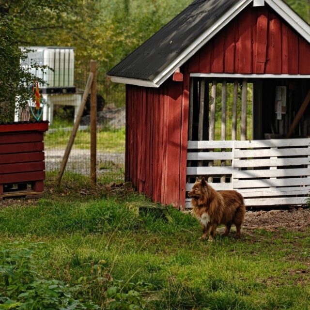 Syysterveiset Tarmokkaalta 👋🏼🍂

Aika ihania ja lämpimiä alkusyksyn päiviä saatu viettää tänä vuonna, eikä viikonloppukaan pahalta näytä 🥰 alla kootusti sekalainen joukko viime aikoina mielen päällä olleita asioita:

🧡 Suomen vuodenajat ovat rikkaus, joka ei lakkaa ihastuttamasta

🧡 Pimeys on kesän valoisten öiden jälkeen kuin tiukka rutistus vanhalta ystävältä 🫂 suosittelen kaikkia kokeilemaan luonnossa liikkumista myös pimeässä!

🧡 Sateella ulkoilun jälkeen lämmin kuppi kahvia maistuu ekstra ihanalta ☕

🧡 Miksi vuodessa pitää olla aika, jolloin luonnosta löytyy SEKÄ punkkeja ETTÄ hirvikärpäsiä...?

Jos syksyfiilistely kiinnostaa, ehtii viikonlopulle vielä varata vuoron meidän kotisivuilta 👉🏼 koirametsatarmokas.fi 🐶🌲