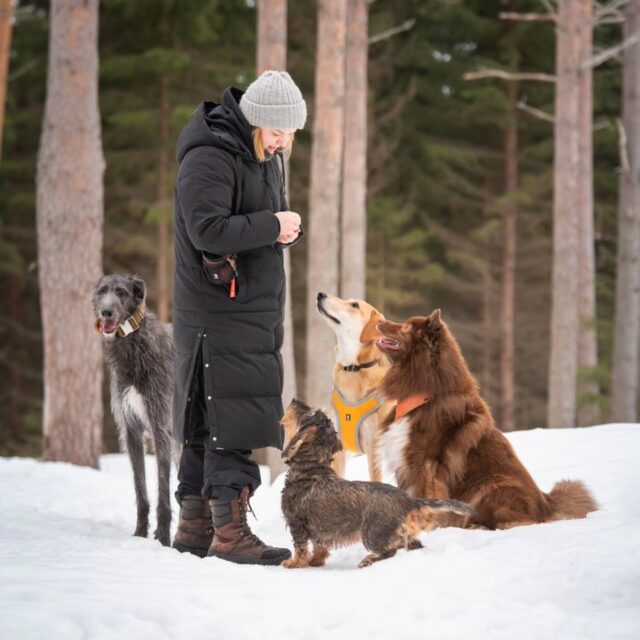 🌿🐾 Koirien kiinnipitoaika alkanut 🐾🌿

Tänään alkoi koirien kiinnipitoaika (1.3.–19.8.), jonka tarkoituksena on suojella luonnonvaraisia eläimiä niiden tärkeimpänä pesimä- ja poikasaikana. Metsissä ja maastoissa syntyy nyt uutta elämää ja lintujen ja nisäkkäiden poikaset ovat erityisen herkkiä häiriöille.

Vaikka oma koira pysyisi hyvin kuulolla, sen läsnäolo ja hajut voivat aiheuttaa stressiä villieläimille. Siksi on tärkeää pitää koirat kytkettyinä muualla, kuin siihen tarkoitetuilla alueilla 💚

Onneksi koirien ei tarvitse luopua vapaudesta kokonaan! Koirametsä tarjoaa vastuullisen tavan toteuttaa koiran lajityypillistä tarvetta liikkua vapaana myös kiinnipitoaikana.

Varaa siis oman vuorosi ja nautitaan keväästä yhdessä luonnon ehdoilla 🌲🐕