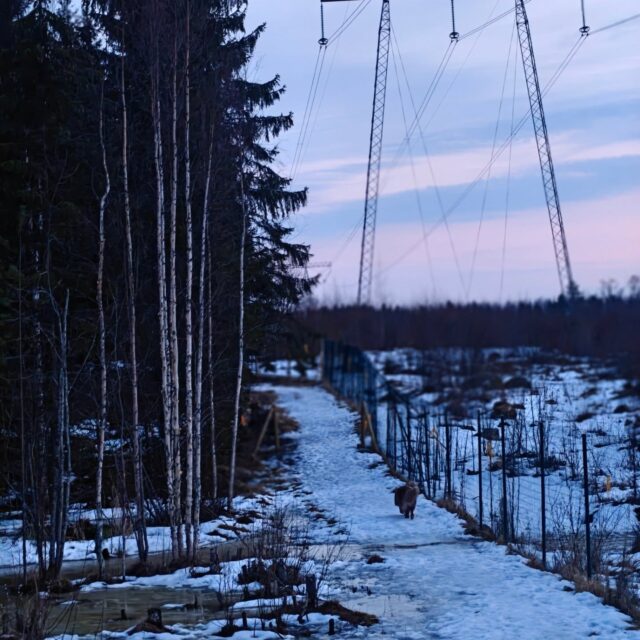 Kevät...vai talvi sittenkin? 🤔

Tarmokkaalla pääset nyt elämään kahta vuodenaikaa rinnakkain 🤭🌱❄️ 
Eteläpuolella metsää lumet suli ennätysvauhtia ja vuohenputket alkaa jo puskea maasta, samaan aikaan kun pohjoispuolella on vielä täysi talvi 😆 

Hyvät pohjat molemmilla puolilla koirille (ja ihmisille) juoksennella, ei juurikaan liukkaita kohtia ja pahimmat kurakelitkin vasta tulossa! Ensi viikolle oli myös povattu aurinkoisia päiviä eli täydellinen syy lähteä retkelle koirametsään 🐶🌲