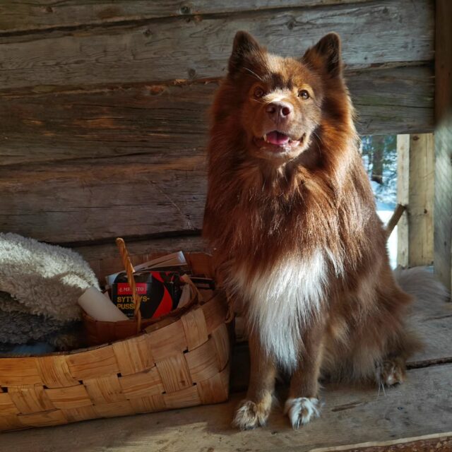 🖤Koirametsä Tarmokkaan Black Friday🖤

Mustan perjantain kunniaksi laitettiin Tarmokkaan kaikki vuorot ja sarjakortit -20% alennukseen viikonlopun ajaksi💥 alennus on voimassa sunnuntai-iltaan asti ja sen saat käyttöösi automaattisesti verkkokaupassamme, ilman erillisiä alennuskoodeja 😊

Esimerkiksi 5x 1 h (0-4 koiraa) sarjakortin hinta alennuksen jälkeen vain 92€ (ovh 115€) 🤑 jos sarjakorteista ei löydy valmiiksi juuri sinulle sopivaa vaihtoehtoa, voimme tarvittaessa räätälöidä sopivan version!

Tässäpä kestävä, aineeton ja hyvinvointia tukeva vaihtoehto kulutusviikon keskellä 🤝🏻