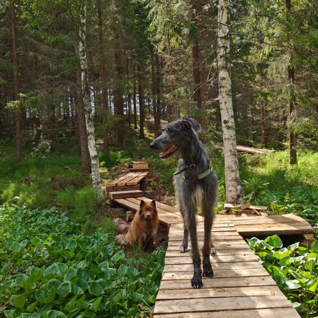 🐍 Koirametsän sisäänkäynnillä tehtiin tänään havainto kyyvauvasta, tarkistuskierroksen yhteydessä sitä ei enää löydetty joten kyse oli todennäköisesti sähkölinjalta saapuneesta harhailijasta. Tarmokkaalta on meille vuosittain tullut 1-2 käärmehavaintoa ja kaikki aina sähkölinjan puoleisen aidan tuntumasta. Aurinkoinen ja avara maasto houkuttelee käärmeitä etenkin näin kevätauringon aikaan lämmittelemään linjalle, eli sisäänkäynnin puoleisella sivustalla kannattaa pitää silmät auki ja tarkkailla maastoa hieman tarkemmalla silmällä. Kaikki meille ilmoitetut käärmehavainnot tarkistetaan ja tarvittaessa kuljetetaan harhailijat turvallisen matkan päähän 😊

🦠 Käärmeiden lisäksi kevät on usein otollista aikaa myös kennelyskälle ja meillekin on ilmoitettu tapauksesta, jossa mahdollinen altistuminen on tapahtunut Tarmokkaalla. Poistamme nyt varotoimena yhteiskäytössä olleet vesikupit joksikin aikaa käytöstä, minkä lisäksi muistuttelemme, että koirametsään saa tulla vain terveen koiran kanssa. Kennelyskään on myös tehokas rokote, jota suosittelemme kaikille muiden koirien kanssa kontaktissa oleville hauvoille 🐶