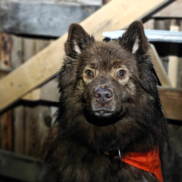 Sateisen huoltokierroksen jälkeen on kärsivällisyys herkkujen odotteluun aikalailla nolla (katso 2. kuva) 😆

Koirametsän väki toivottaa kaikille seurajille rauhaisaa joulun aikaa ja tsemppiä viimeisiin valmisteluihin ❤️ Joulun herkuttelujen jälkeen onkin hyvä sulatella kinkkua koirametsässä reippaillen, nappaa vaikka yli jääneet piparit matkaan ja keitä nokipannukahvit laavulla! ☕ Säätiedotus lupailee myös vihdoin pakastuvia kelejä ensi viikolle, jospa saataisiin Tarmokkaalle kuitenkin valkea joulu ❄️

(Miten nämä päivitykset onkin aina hyvin... säähän keskittyviä?) 

Asiaakin meillä oli, nimittäin lahjakorttikauppa on auki vuorokauden ympäri ja sieltä ehtii Matti Myöhäisetkin hankkimaan vielä lahjakortin pukinkonttiin! 🎅🏻 Eli jos lähipiiriin kuuluu kilttejä lapsia (tahi aikuisia tai koiria), ilahduttaa Koirametsä Tarmokkaan lahjakortti ainakin ulkoilmaihmisiä varmasti! 😊
