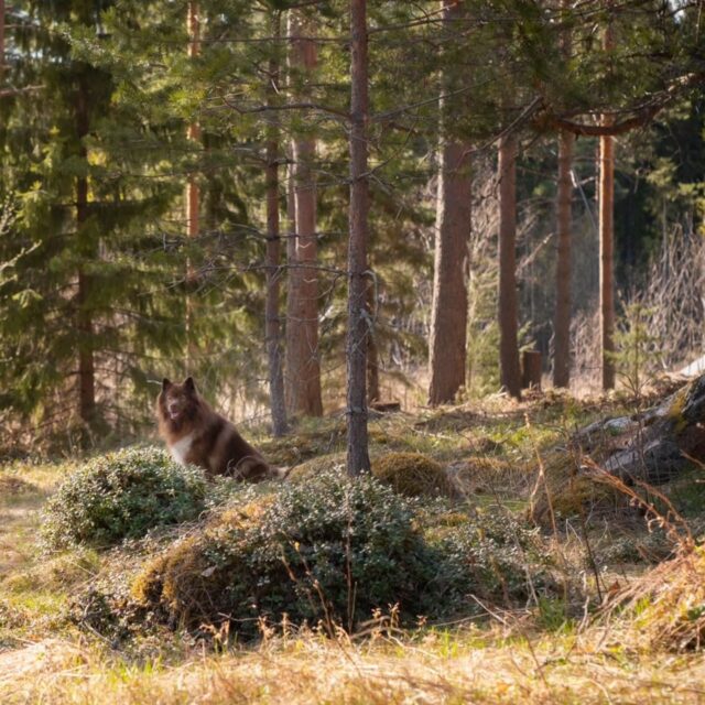 📢Maksutapoja päivitetty!📢

Ajanvarausjärjestelmämme päivittyi ja E-passi on nyt lisätty verkkokauppaan maksutavaksi 🥰 eli jatkossa E-passilla pääsee maksamaan vuoron koirametsässä suoraan ajanvarauksen kautta. Muilla liikuntaeduilla maksaessa toimitaan edelleen vanhan ohjeen mukaan, ohje löytyy kotisivuiltamme hinnaston yhteydestä. 

Muistathan, että liikuntaetu on henkilökohtainen ja sillä maksetuilla vuoroilla tulee liikuntaedun haltijan olla aina itse läsnä. 

Tervetuloa liikkumaan Tarmokkaalle! 🏃🏼‍♀️💨
