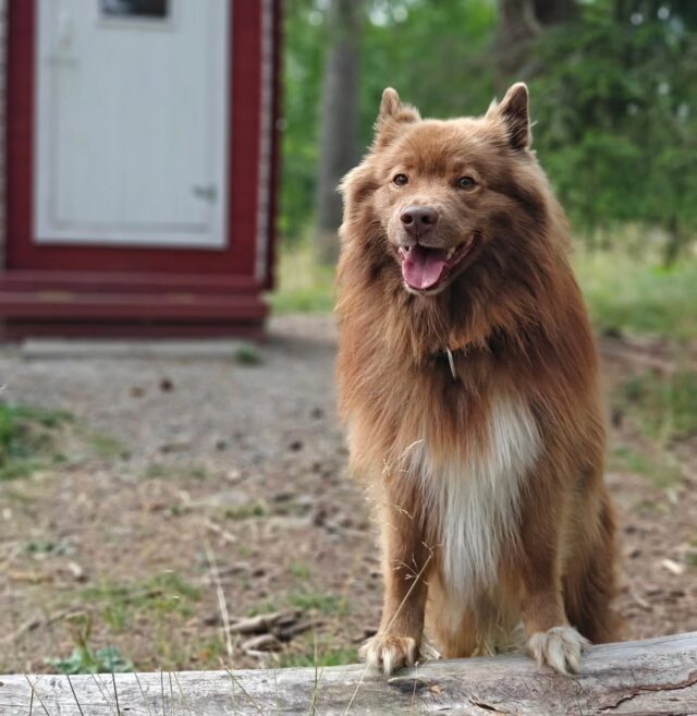 🐾 Koirien kiinnipitoaika päättyy! 🐾

Koirien kiinnipitoaika päättyy tänään 19.8., eli tästä päivästä 1.3. saakka karvakaveri saa taas nauttia vapaammasta menosta luonnossa – mutta muistetaanhan vastuullisuus! 💚

👉🏼 Koiran saa päästää irti vain, jos se on omistajan tai haltijan hallinnassa ja kytkettävissä.
👉🏼 Taajama-alueilla koiran on aina oltava kytkettynä, myös kiinnipitoajan ulkopuolella.
👉🏼 Koiran vapaana pitämiseen vaaditaan aina maanomistajan lupa.
👉🏼 Koirien päästäminen vapaaksi luonnonsuojelualueilla ja kansallispuistoissa on yleensä kiellettyä.

Irtipito on koiralle hauskaa ja palkitsevaa, mutta se vaatii omistajalta vastuullisuutta ja ennakoimista. Näin varmistamme sekä koiran, että luonnon eläinten turvallisuuden. Koirametsä on hyvä paikka mahdollistaa koiraystävälle lajinomainen vapaana ulkoilu ympäri vuoden 🌿🐕