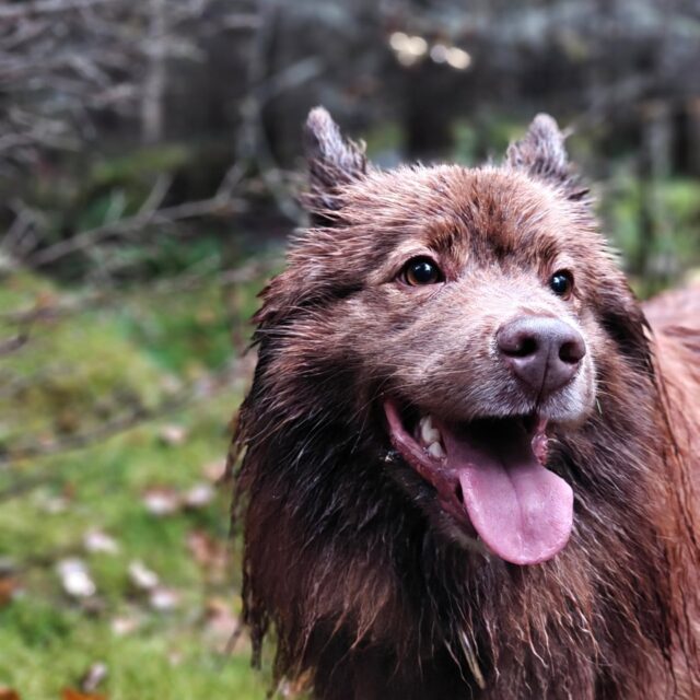 Sateista syksyä on viime aikoina saatu viettää Tarmokkaalla 🌧️☂️ onneksi talvi ja pakkaset on aivan kulman takana ja oma ihana tunnelmansa näihin harmaisiin syyspäiviinkin liittyy! 

Joitain tiedotusluontoisia asioita kävijöille:

🎃 Pesupisteen hana on rikki ja pesupiste ei näin ollen ole käytössä. Yöpakkasten myötä pesupiste tullaan todennäköisesti viemään talviteloille ennen uuden hanan saapumista, eli pesupiste käytössä seuraavan kerran sitten taas ensi keväänä!

🎃 Huomioithan kellojen siirron tänään vuorolle saapuessasi 😄

🎃 Sateiden myötä koirametsän pohja saattaa olla paikoin liukas, varaudu pitävillä jalkineilla ja iltavuoroilla myös otsalamppu alkaa olla välttämätön varuste 🤭