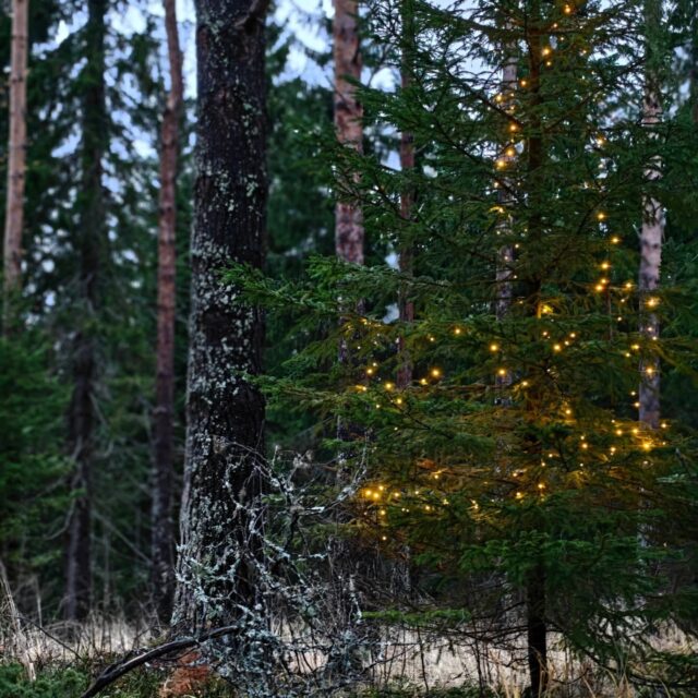 ✨Tunnelmallista pyhäinpäivää!✨

Vuoden pimein kuukausi on täällä ja Tarmokkaalle on tuotu hieman valoa pimeyteen kausivalojen muodossa 💛 varsinaista valaistustahan meiltä koirametsästä ei löydy, mutta saapumista ja lähtöä helpottamaan on parkkipaikka sekä sisäänkäynti valaistu liiketunnistinvaloilla 😊

Tiesitkö muuten, että pimeässä ulkoilulla on myös positiivisia vaikutuksia ihmiseen?  Pimeys alkaa myös olla harvinaistuva luonnonvara valosaasteen määrän lisääntyessä kaupungistuvassa maailmassa. YLE uutisoi viimeksi kaksi viikkoa sitten, että pimeydestä on tulossa jopa uusi matkailuvaltti Suomelle. Kannattaa siis rohkeasti antaa mahdollisuus ilta-aikaan ulkoilulle myös marraskuussa!

Lähteet:
 
👉🏼https://mtkl.fi/pimeassa-ulkoilu-voi-rauhoittaa-mielta-ja-auttaa-jaksamaan-kaamosaikana/

👉🏼https://yle.fi/a/74-20188589?utm_source=social-media-share&utm_medium=social&utm_campaign=ylefiapp