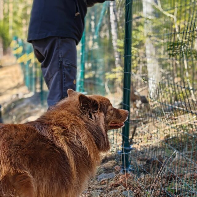 Myrskytuhot korjattu! 🥳

Keskiviikkoisen myrskytuulen tuhot on nyt raivattu ja aita taas pystyssä 😊 testiryhmän kävi testaamassa ja toteamassa aidan koiranpitäväksi 🐶🐶

Kyllä muuten kannatti aikanaan panostaa aitamateriaaleihin, pienellä oikomisella saatiin vanha verkko hyödynnettyä kokonaan eikä tarvinnut lähteä aitakaupoille 😍💪🏼

Varauskalenteri on taas auki ja aikoja tälle illalle ja huomiselle saatavilla. Lämpimästi tervetuloa Tarmokkaalle! ❤️

PS. Hyvää ja tarmokasta koiranpäivää kaikille, sattuneesta syystä alekampanjat jäi nyt tekemättä 🫢