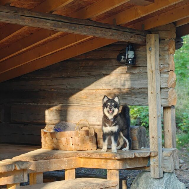 💫SARJAKORTTIEN HINNAT LASKIVAT💫

Tehtiin loppukesästä pieniä muutoksia sarjakorttien hinnastoon ja sarjakortilla pääsee nyt koirametsään edullisemmin kuin koskaan 🤑

Esimerkkejä sarjakorttien hinnoista 👇🏼

5x1h (0-4 koiraa) 100€
5x1,5h (0-4 koiraa) 140€
10x1h (0-4 koiraa) 190€
10x1,5h (0-4 koiraa) 270€ 

Eli koirametsäilyn hinnaksi jää edullisimmillaan 19€/h 🤝🏻😌

Sarjakortit ja niiden hinnat löydät meidän verkkokaupasta "KAUPPA" -välilehdeltä (katso seuraava kuva 👉🏼). Sarjakortit ovat voimassa aina vuoden ostohetkestä 🗓️

Lämpimästi tervetuloa koirametsään 🐶🌲

PS. Huomasithan jo sääntömuutoksen, eli jatkossa 0-4 koiran hinnalla Tarmokkaassa vierailevat kaikki saman perheen koirat 🐾