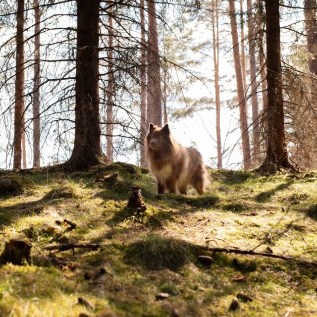 🎉 Synttäriviikon tarjous 🎉😉 

Tällä viikolla tulee kuluneeksi kaksi vuotta siitä, kun Tarmokkaan portit ensimmäistä kertaa avattiin 😍 rakennusaika kului H-I-T-A-A-S-T-I ja odotettiin malttamattomana avajaispäivää, mutta nämä kaksi vuotta sen sijaan ovat kuluneet silmänräpäyksessä. Kiitos kaikille kaksi- ja nelijalkaisille asiakkaillemme kuluneista vuosista, terveisistä, palautteista, kehitysehdotuksista, kuvista ja videoista, joita ollaan teiltä saatu 🫶🏼

Synttäriviikon kunniaksi laitettiin kaikki meidän normivuorot -20% alennukseen koko viikoksi 🥰 alennuksen saa siis automaattisesti sähköisen ajanvarauksen kautta vuoroa varatessa, ilman erillistä alekoodia! 

Lämpimästi tervetuloa Tarmokkaalle 🐶🌲 

PS. Katso kuvista, miltä näytti kahden vuoden takainen matka vanhasta lehmien metsälaitumesta koirametsäksi 👉🏼