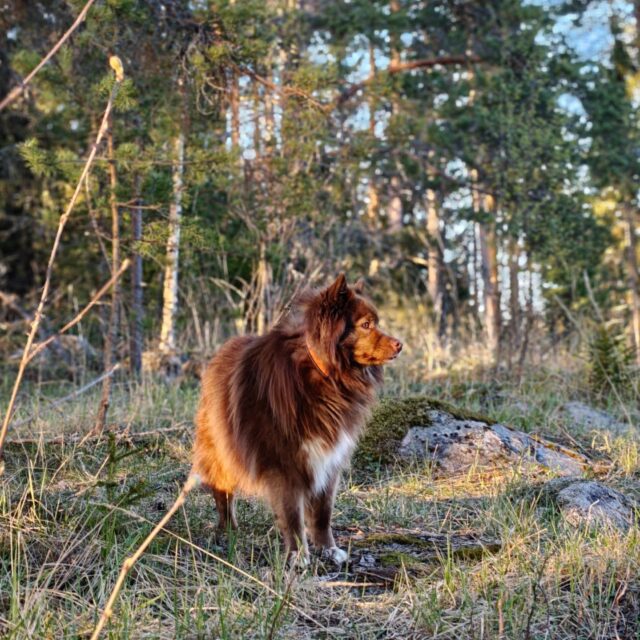🐾 TIEDOTE 🐾

Koirametsä Tarmokas on suljettuna ensi viikon maanantaista juhannukseen asti huolto- ja kehitystöiden vuoksi.

Huoltoviikkojen aikana alueella suoritetaan pienempiä huoltotöitä ja tehdään joitain parannuksia asiakkaiden käyttöä ajatellen. Sisäänkäynnin yhteydessä olevaa aitausaluetta laajennetaan matkailuautolle sopivaksi ja alueelle on tulossa muun muassa sähkötolppa. Lisäksi koirametsään rakennetaan uusi ajoportti, jonka kautta myös muut asiakkaat pääsevät jatkossa ajamaan suoraan alueelle 🤝🏻

Samaan aikaan myös Finngrid tekee muutoksia aitalinjalla osana Järvilinjan rakennushanketta.

Pahoittelemme huoltotöistä aiheutuvaa haittaa ja kiitämme kärsivällisyydestä 💚 Tavoitteena on tehdä Koirametsä Tarmokkaasta entistä toimivampi ja viihtyisämpi kaikille kävijöille! 🐶🌲

PS. Huoltoviikon tarjouksia tulossa, pysykää kuulolla 😜

PPS. Kesäkuussa vanhaksi menevien sarjakorttien voimassaoloa on jatkettu vuoden loppuun asti 🙂‍↕️