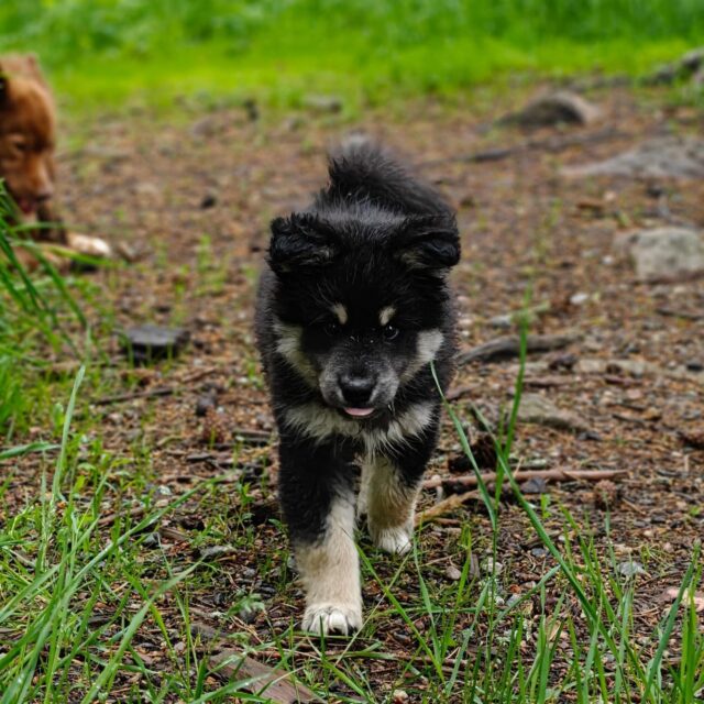🐾 Uuden työntekijän esittely 🐾 

Somehiljaisuudelle on muitakin syitä kuin lomailu ja rakennushommat, nimittäin Koirametsä Tarmokkaan uuden työntekijän perehdytys! 🤝🏻 Tässäpä pieni esittely Puhdista:

🐶 Puhti (Lapinlikan Harmintuottaja) on suomenlapinkoiranpentu suoraan Rovaniemeltä! Hänet meidän haltuun uskoi @lapinlikan kennel ja olemme niin iloisia, että saimme pennun juuri Elinalta ja juuri tästä pentueesta! 

🐶 Puhdista on tarkoitus kouluttaa apupoika koirametsän jokapäiväisiin askareisiin ja olemmekin jo aloittaneet tutustumisen työelämään 🫡 hieman meinasi ensimmäisenä päivänä jännittää, mutta onneksi Tarmo kokeneena konkarina toimi rohkaisijan roolissa! 

🐶 Tarmo on muutenkin Puhdin lempiasia tässä uudessa kodissa. Parasta on esimerkiksi hännän repiminen, massun päällä pomppiminen ja yhdessä temppujen tekeminen! 

🐶 Nuoresta iästään huolimatta Puhti on jo osoittanut olevansa lapinkoiralle ominaiseen tapaan avoin, kekseliäs, rohkea ja ystävällinen. Pientä riiviöintiä unohtamatta 😈 

Kaiken kaikkiaan emme voisi olla iloisempia uudesta perheenjäsenestä, Tarmokkaan tiimi on nyt täydellinen ❤️