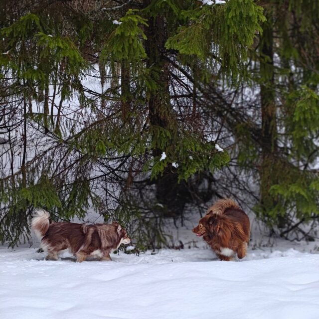 💙 Hiihtolomaviikon tarjous 💙

Kuopion alueella lomaillaan ensi viikko ja sen kunniaksi laitettiin Tarmokkaan loput ensi viikon vuorot -20% alennukseen 🥰

Alennetut vuorot ja hinnat näet suoraan varauskalenterimme kautta, arkipäiville vielä hyvin vuoroja saatavilla myös päiväsaikaan! 😊 

Lämpimästi tervetuloa viettämään Tarmokasta lomapäivää parhaan ystävän kanssa 🐶🌲