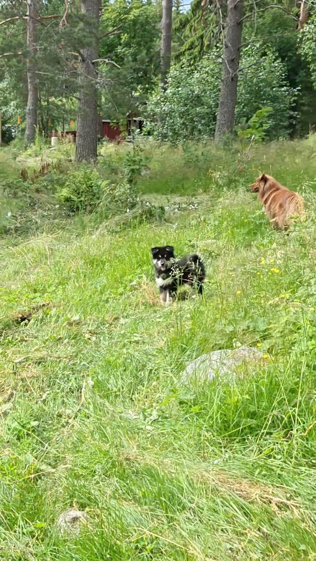 Vihdoin alkaa olla kesän huollot takanapäin ja huomenna päästään taas avaamaan koirametsä! 🥹❤️ Kurkkaa videolta, miltä Tarmokkaalla näyttää näin heinäkuun ensimmäisenä päivänä 🌲🌿💚 

#koirametsätarmokas #koirametsäkuopio #tarmokas #koirametsä #koirankanssa