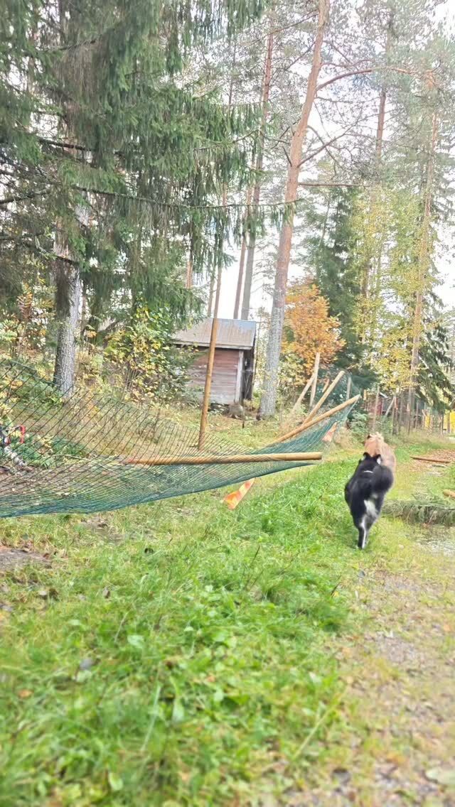Sunnuntai menikin sitten hirvituhoja korjaillessa koirametsässä 🥲 tähän väliin sopisi yksi ikivihreä tokaisu yrittäjistä ja vapaapäivistä, mutta jätetään sanomatta! 
#koirametsä #koirametsäkuopio #yrittäjyys #sunnuntaityöt